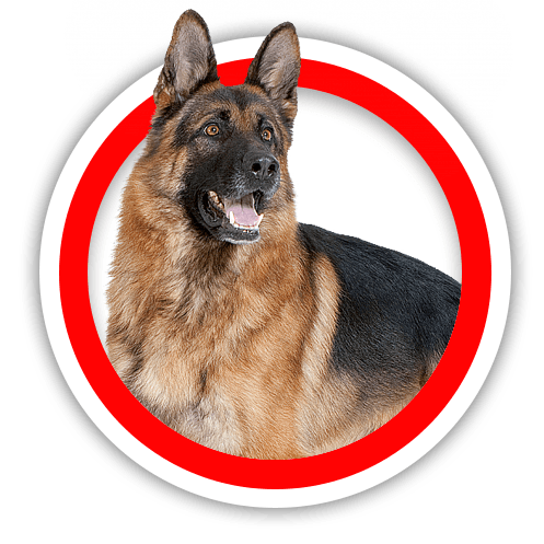 large dog